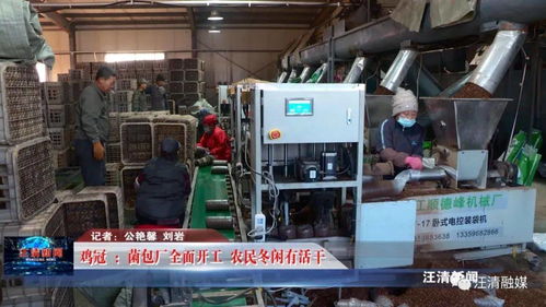 雞冠菌包廠全面開工，網(wǎng)絡(luò)工程賦能，農(nóng)民冬閑有活干